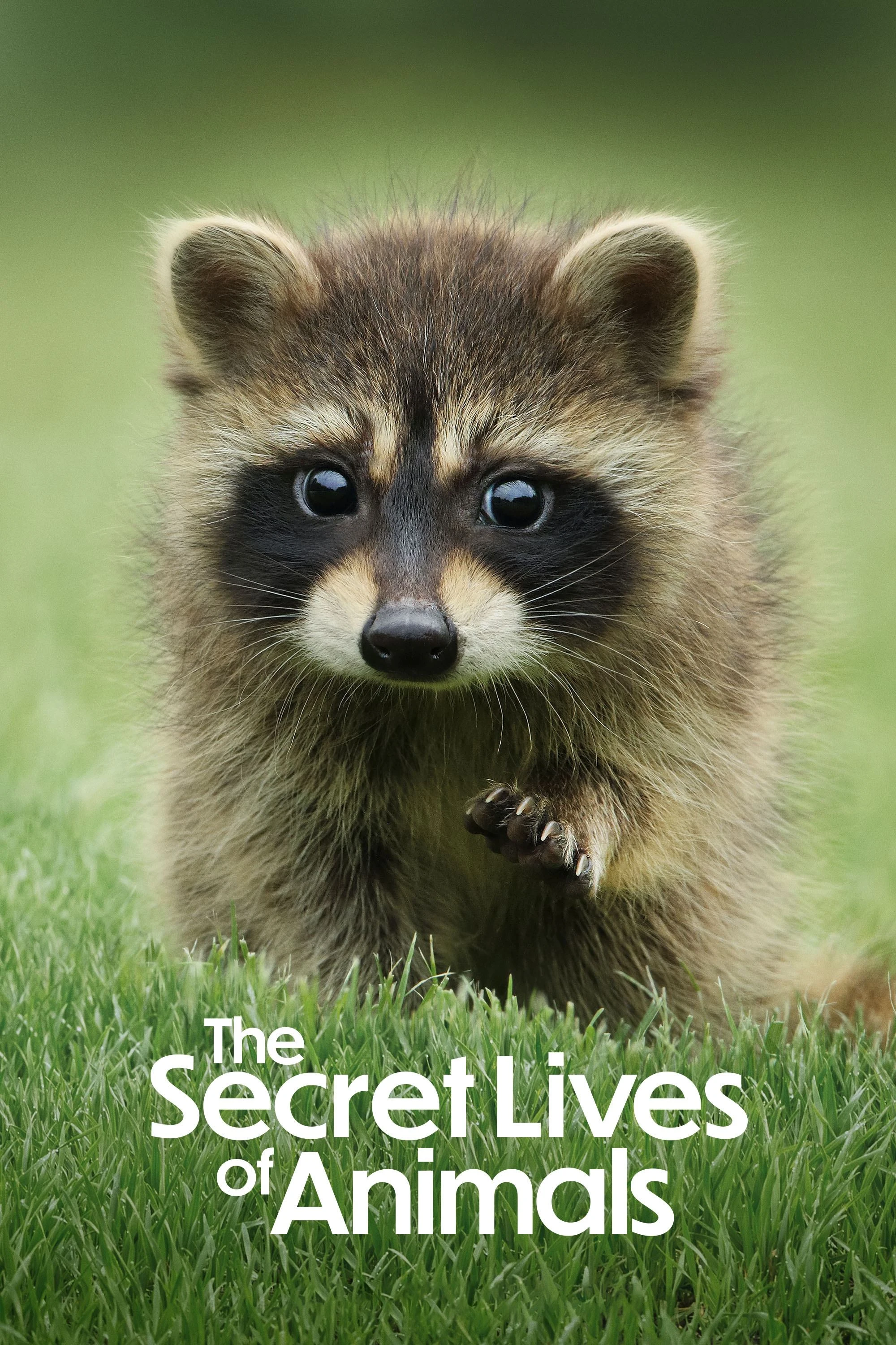 Poster  de The Secret Lives of Animals en inglés