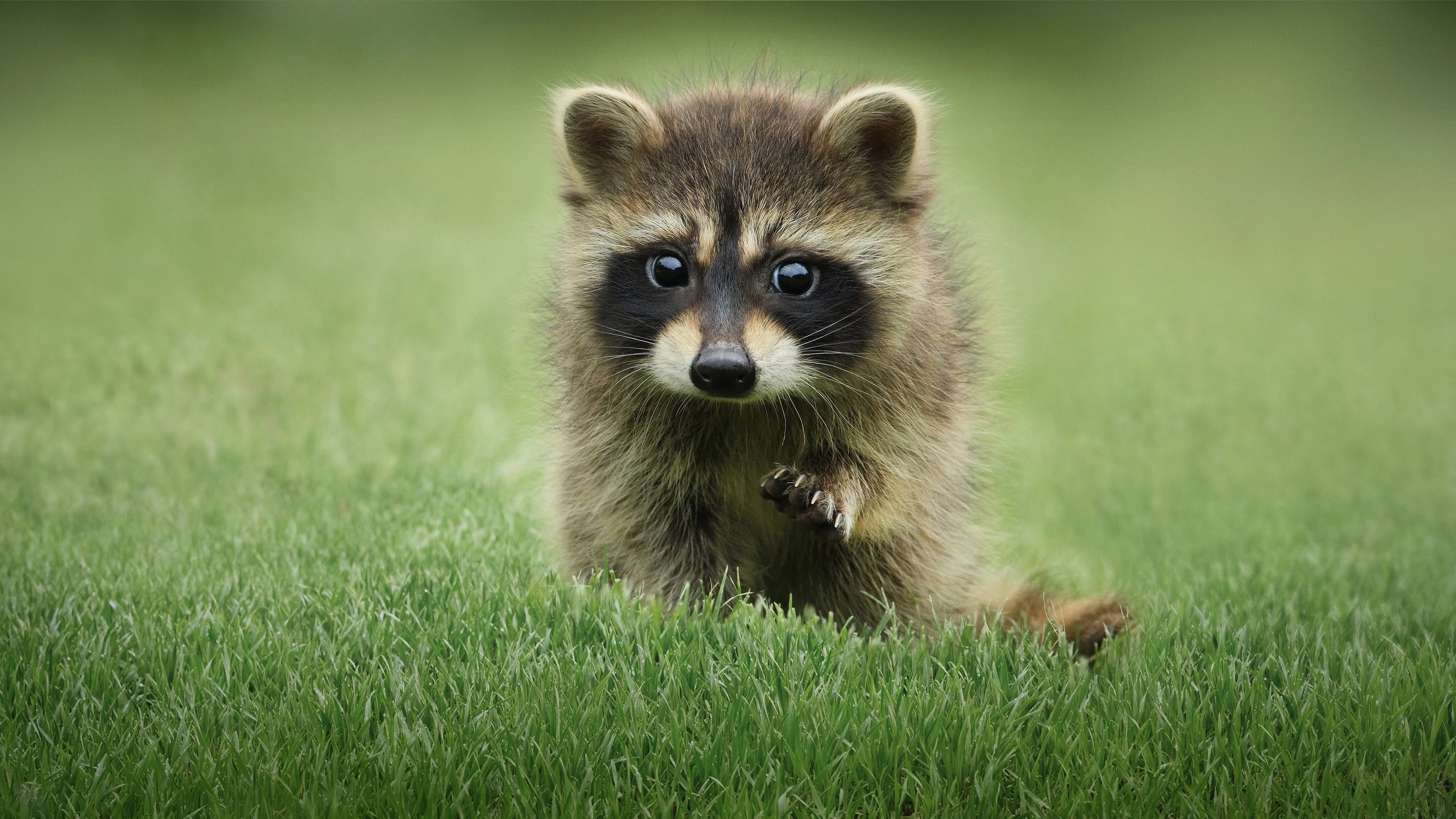 Foto de The Secret Lives of Animals