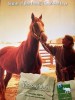 Thoroughbred