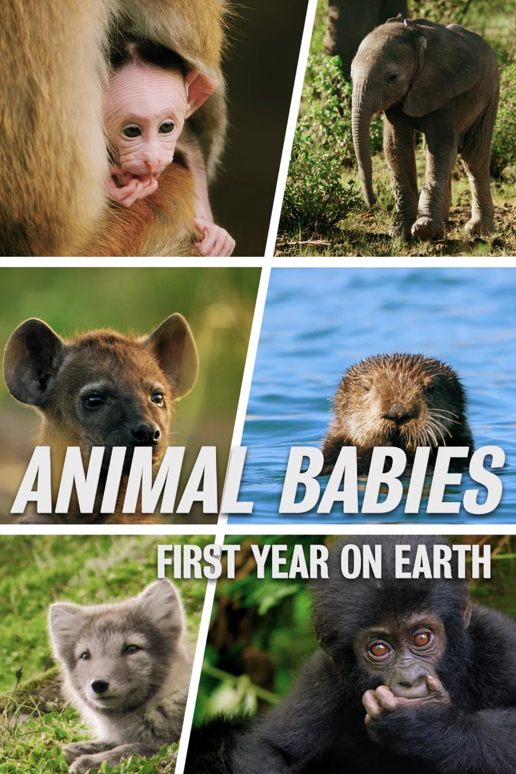 Poster  de Un año de tu vida en inglés