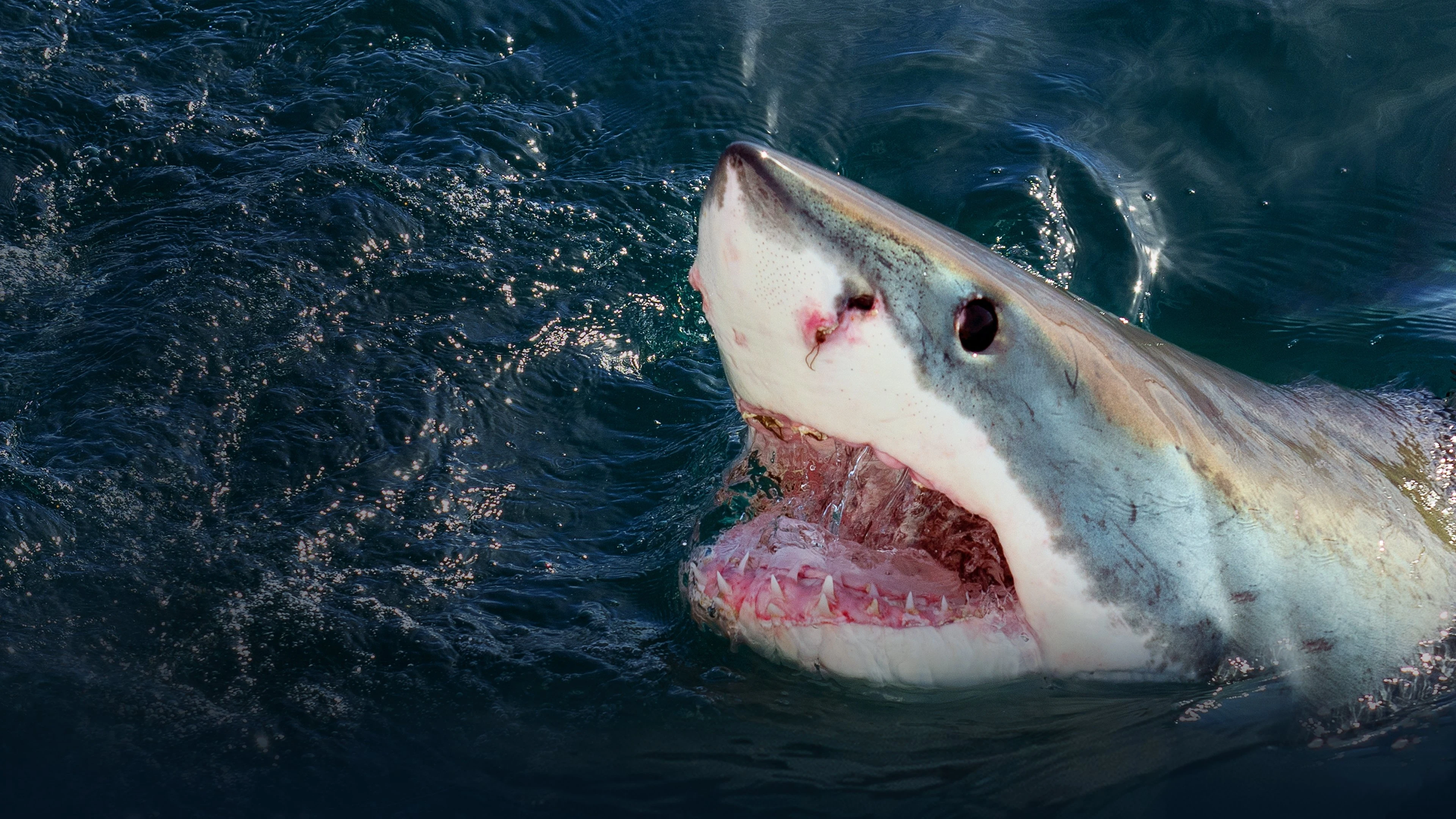Foto de When Sharks Attack