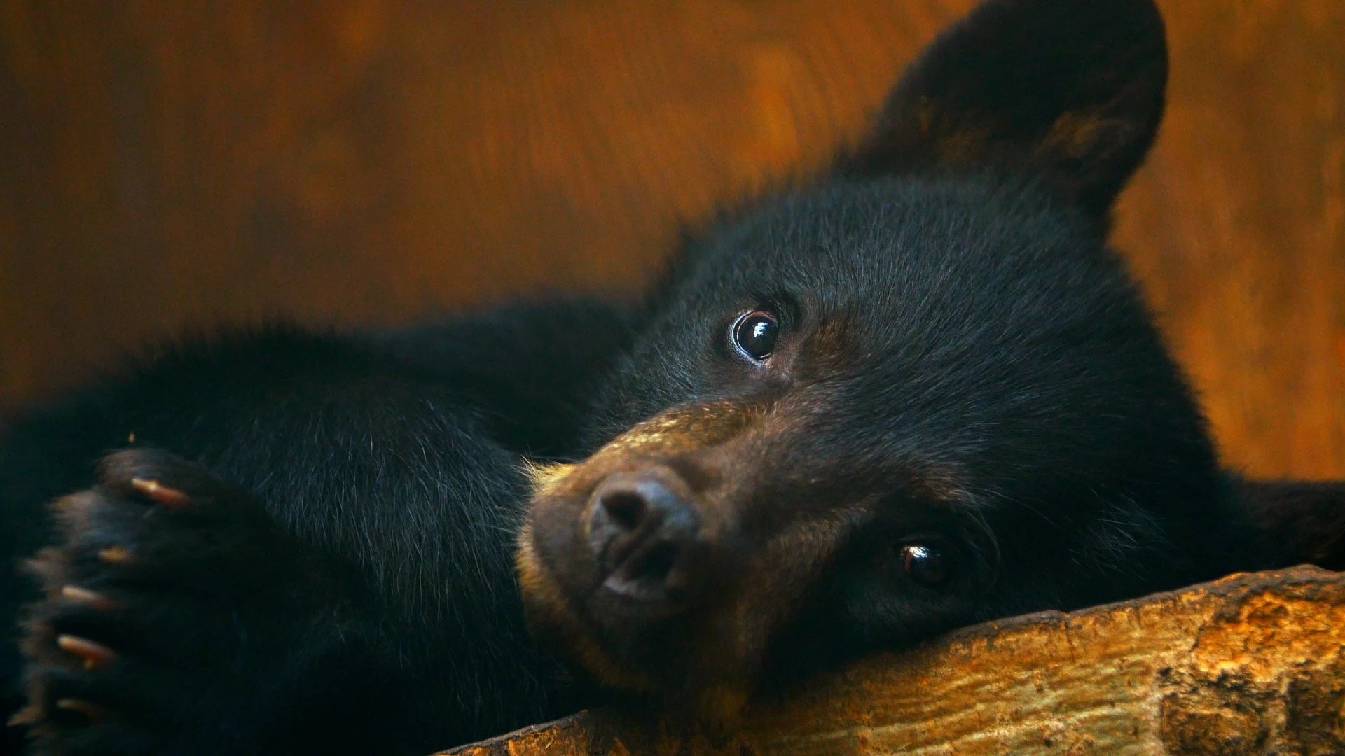 Foto de Wild Bear Rescue