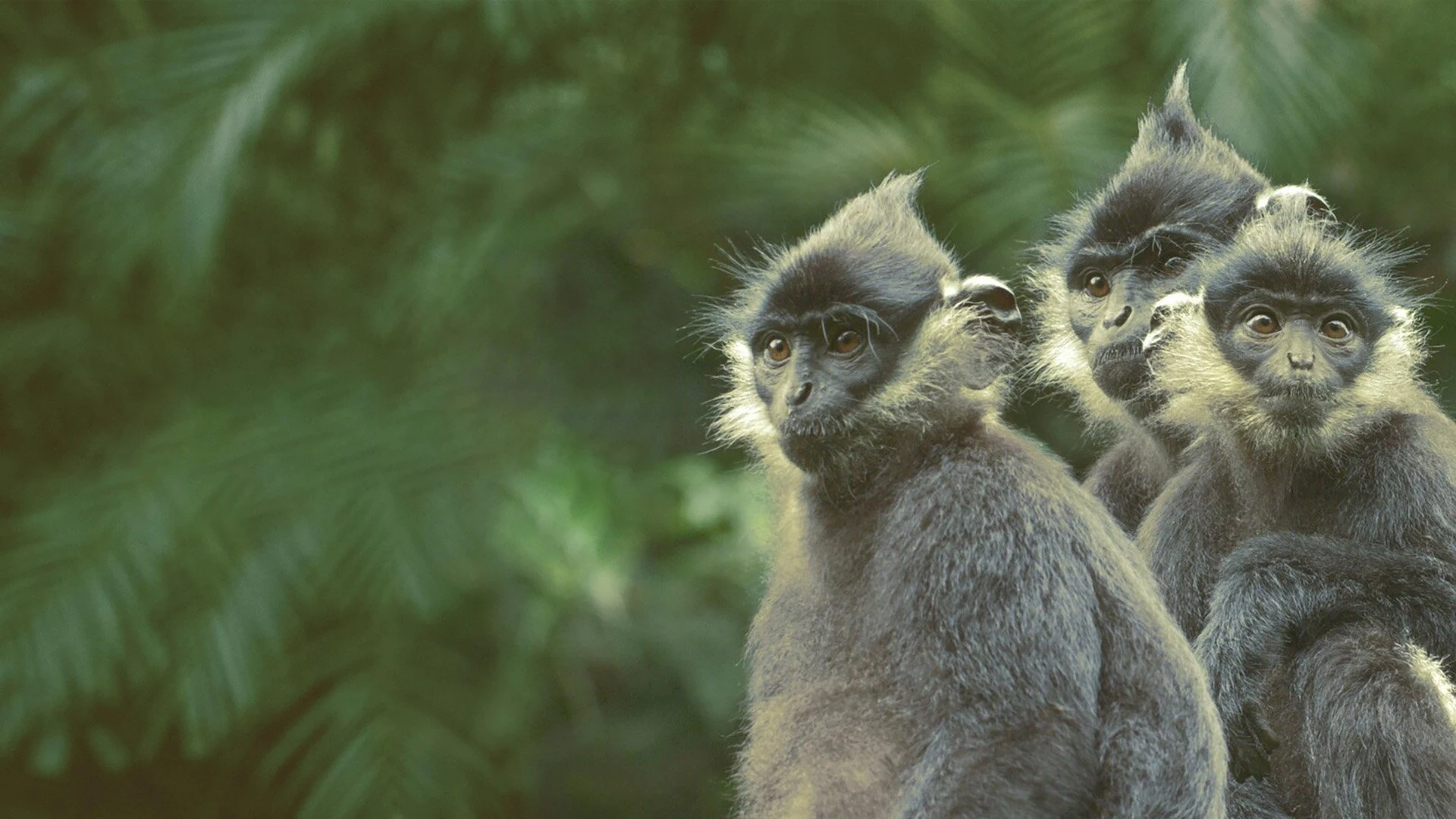 Foto de Wild Vietnam