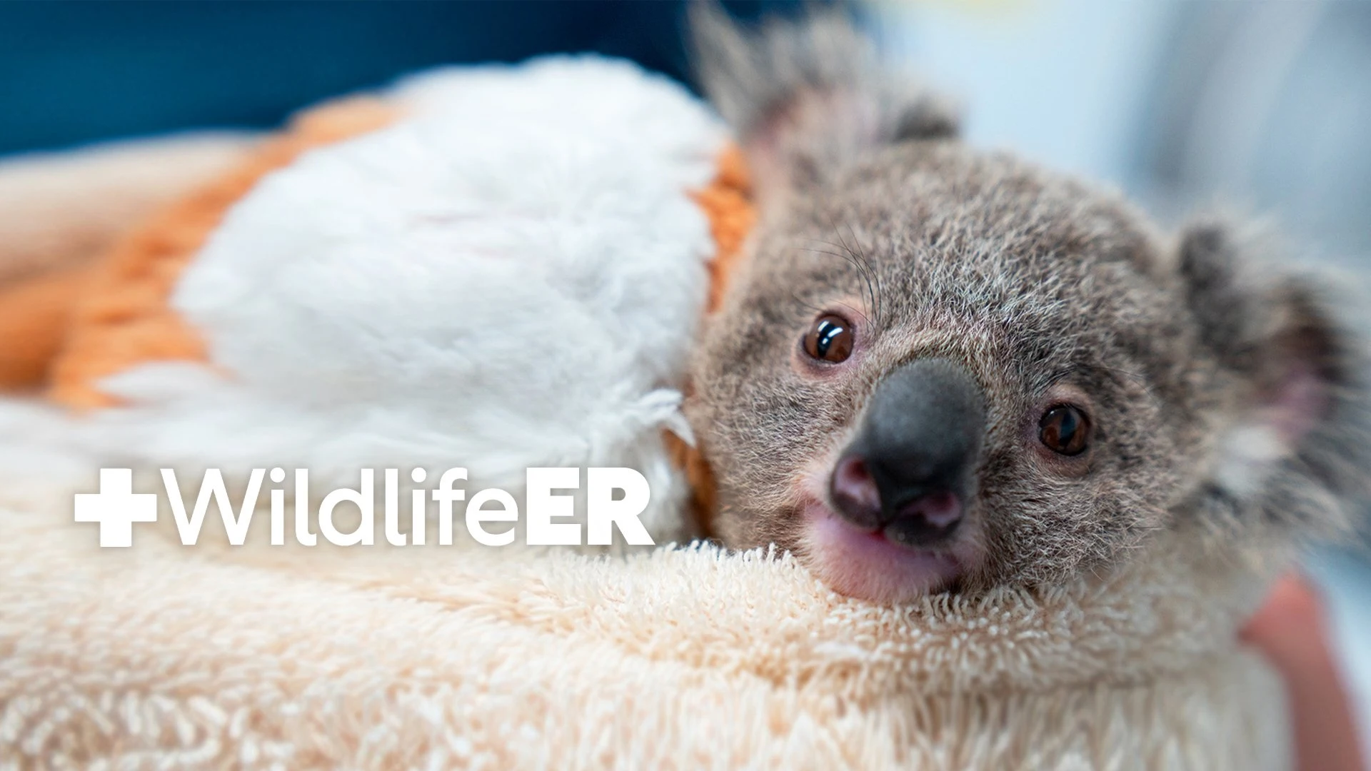 Foto de Wildlife ER
