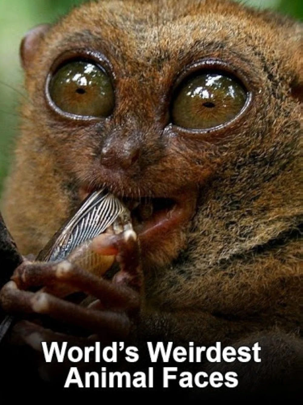 Poster  de World's Weirdest Animal Faces