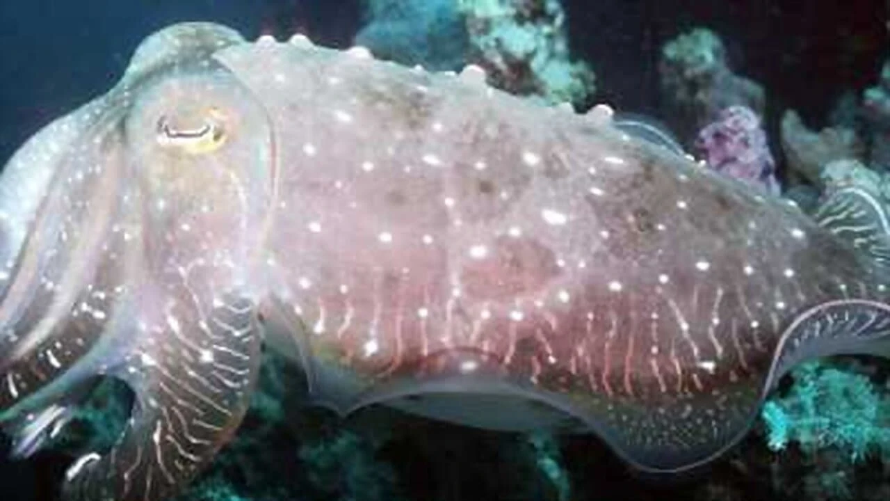 Foto de World's Weirdest Animal Faces