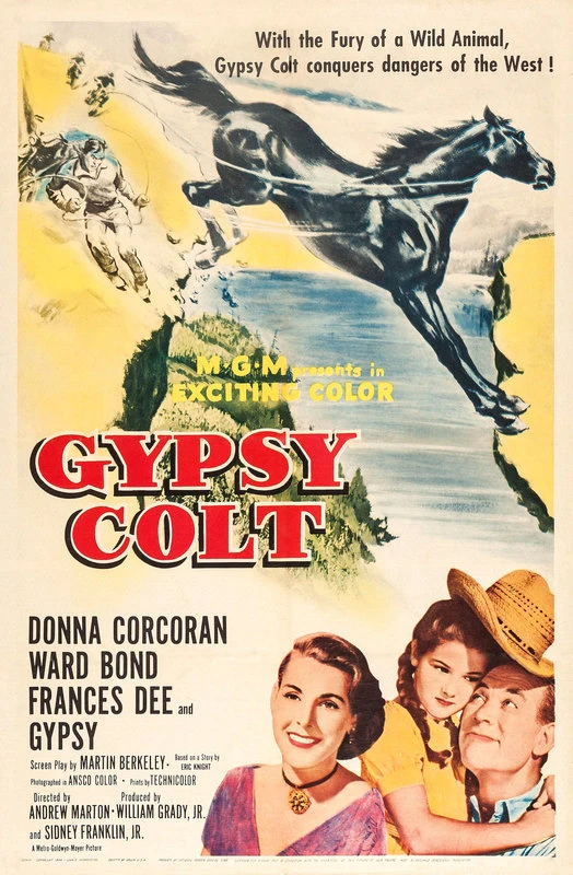 Gypsy Colt