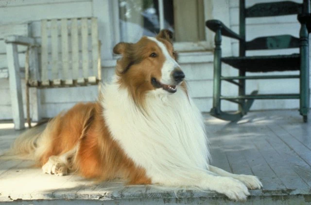 Lassie