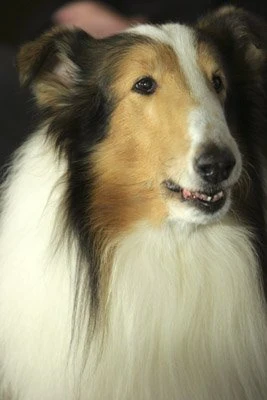 Lassie