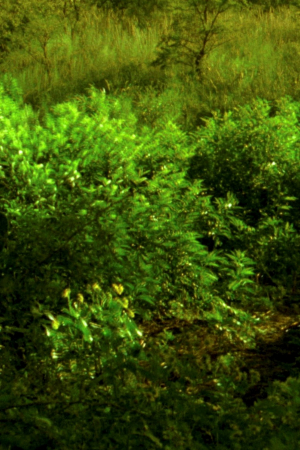 Ceniza verde
