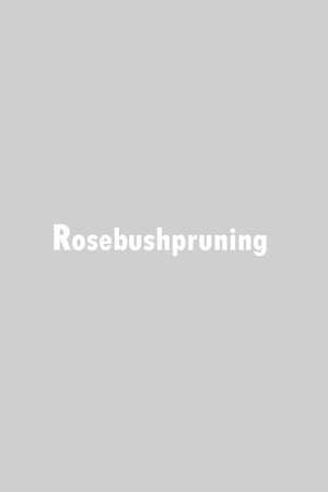 Rosebush Pruning