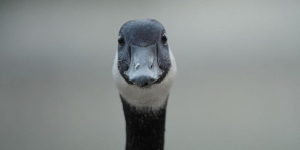 Modern Goose