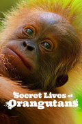 Película Secret Lives of Orangutans