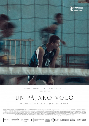 Un pájaro voló