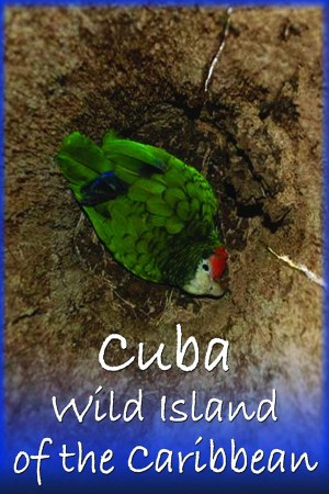 "Nature" Cuba: Wild Island of the Caribbean