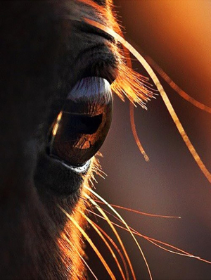 The People's Horse