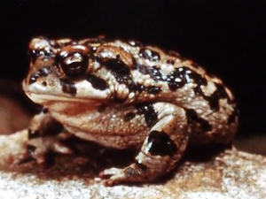 Some Thoughts on the Common Toad