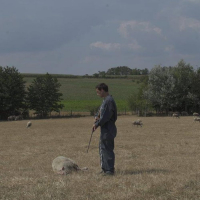 Le sevrage des agneaux