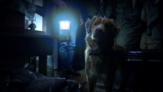 Good Boy: Confía en su Instinto