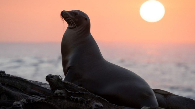 Sea Lions of the Galapagos