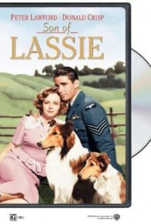 El cachorro de Lassie