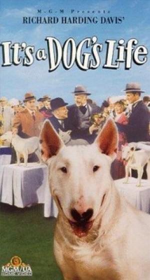 It's a Dog's Life