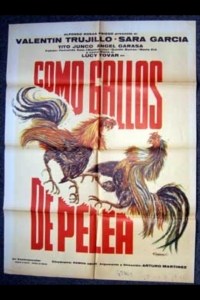 Como gallos de pelea Como gallos de pelea