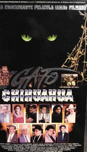 El gato de Chihuahua