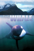 Película The Whale
