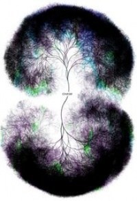 Mind Inc