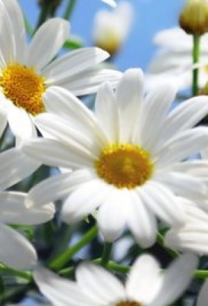 Daisy Winters