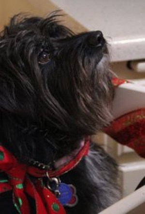 Project: Puppies for Christmas