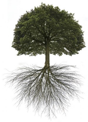 The Root The Root