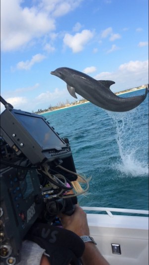 A Dolphin Kick