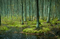 Blood Wood