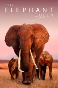 Película The Elephant Queen