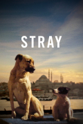 Película Stray