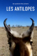 Les Antilopes