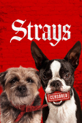 Película Strays