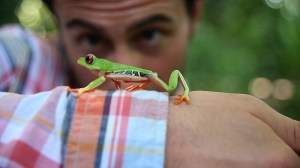 Follow the Frog