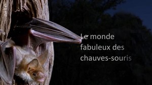 Die fabelhafte Welt der Fledermäuse