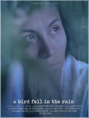 A Bird Fell in The Rain