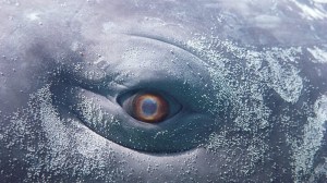 A Mighty Mass Emerges