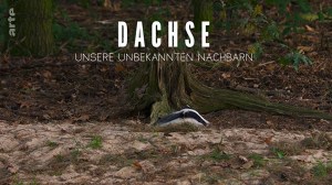 Dachse: Unsere unbekannten Nachbarn