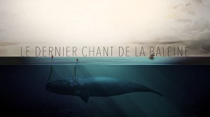 Le dernier chant de la baleine