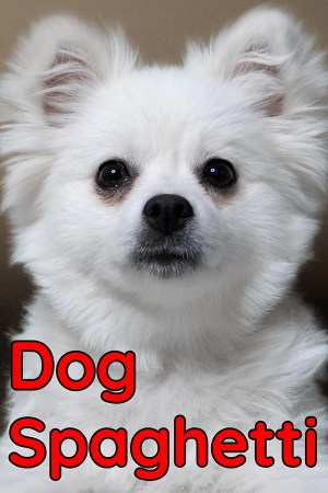 Dog Spaghetti
