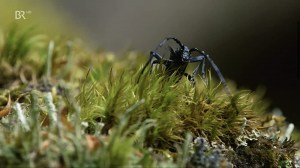 Bayerns Naturdenkmäler - Von Wackelstein bis Zwölf Apostel