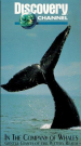 In the Company of Whales