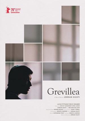 Grevillea Grevillea