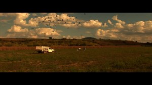 Pájaros del sur en un día